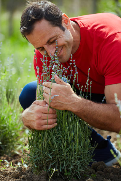 istock Farmer checking his lavender plantation 871315412