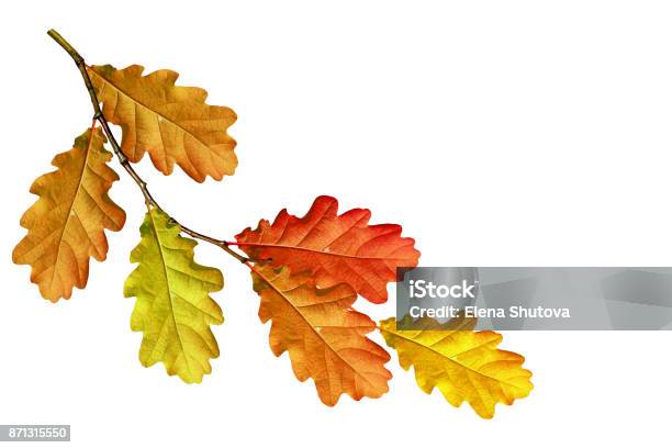 Herbstlaub Isoliert Auf Weißem Hintergrund Stockfoto und mehr Bilder von Eichenblatt - Eichenblatt, Herbst, Blatt - Pflanzenbestandteile