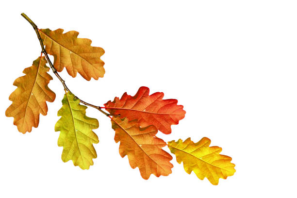흰색 배경에 고립 단풍 - oak leaf 뉴스 사진 이미지