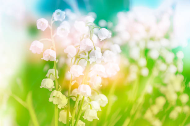 istock flowers lily of the valley 871315676