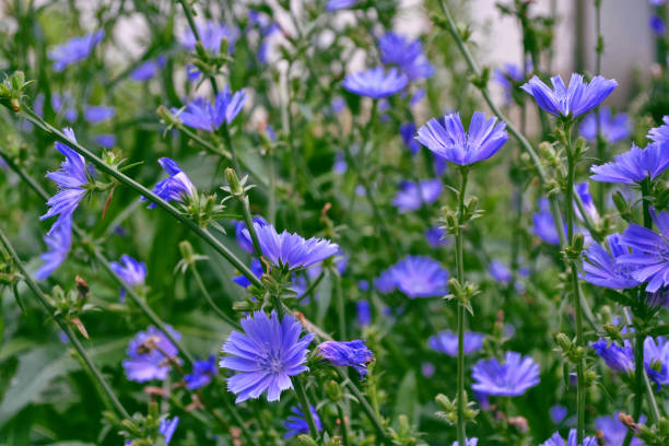 flores azules de achicoria común - inulin fotografías e imágenes de stock