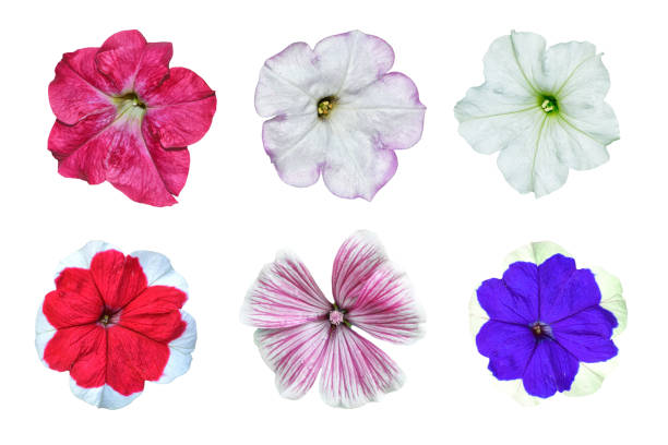 istock Petunias isolated on a white background. 871316214