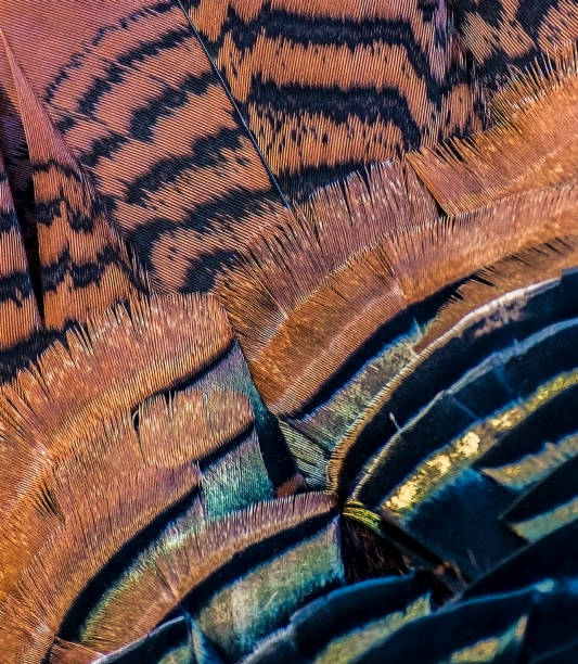 istock Abstract Close Up of Turkey Feathers 871316728