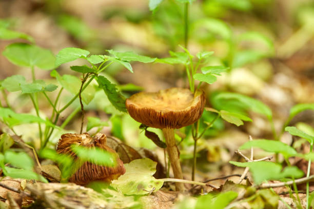 The Deceiver mushroom The deceiver mushroom (Laccaria laccata) on forest floor laccata stock pictures, royalty-free photos & images