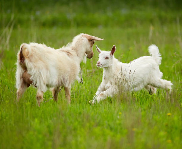 istock White baby goat in the grass 871316874