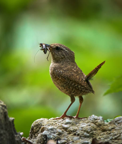 Eurasian wren with an insect