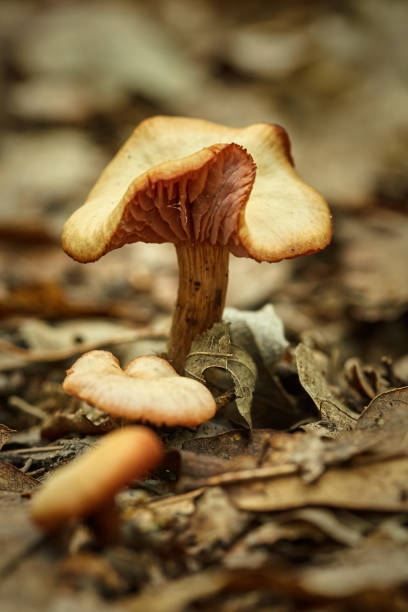 The deceiver (Laccaria laccata) The deceiver (Laccaria laccata) mushroom on forest soil laccata stock pictures, royalty-free photos & images