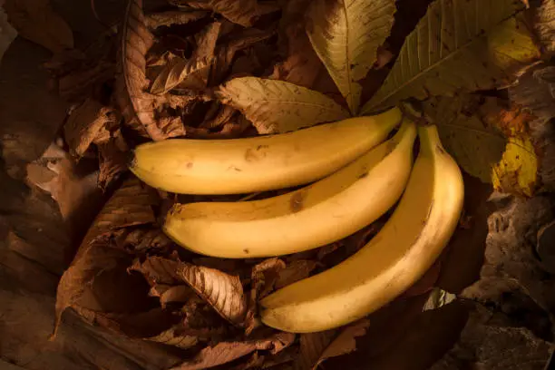 Banana,Food,Fruit,Autumn