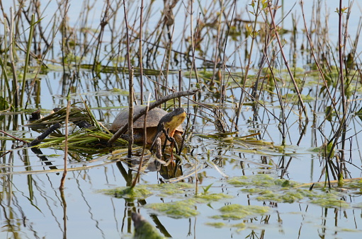 Blanding's Turtles, endangered species in swamp near Point Pelee, Ontario