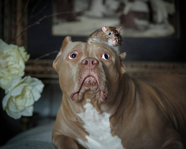 istock The American bully and the pet rat in the interior 871324002