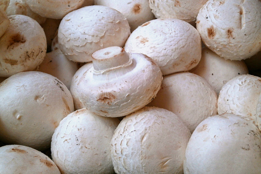 Close-up view of white mushrooms on wooden background