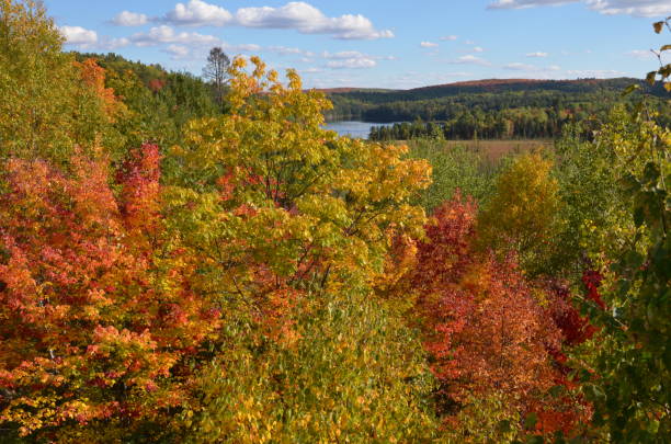 istock Scenic fall view of colorful forest, Ontario, Canada 871326824
