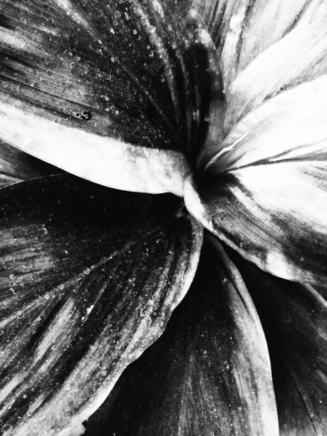 istock Plants of leaves in special variations 871332220