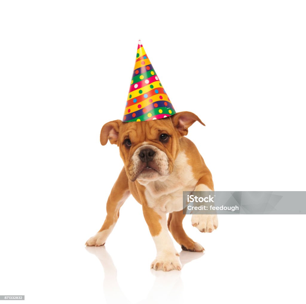 bulldog inglés cachorro caminar mientras lleva puesto un sombrero de fiesta - Foto de stock de Gorro de fiesta libre de derechos