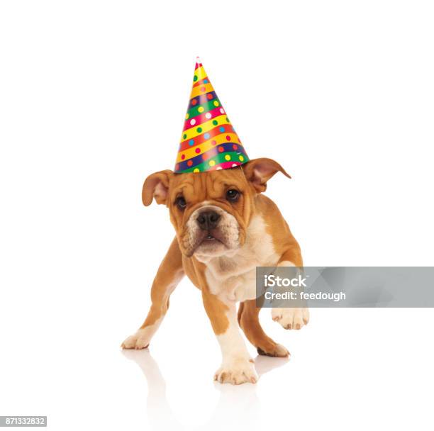 Bulldog Inglés Cachorro Caminar Mientras Lleva Puesto Un Sombrero De Fiesta Foto de stock y más banco de imágenes de Gorro de fiesta