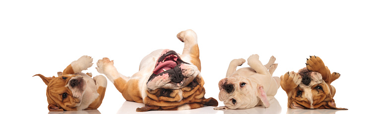 four english bulldogs laying upside down on their back with reflection on white background