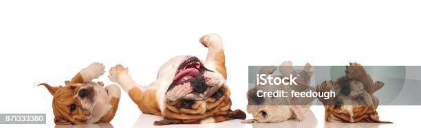 Four English Bulldogs Laying Upside Down On Their Back Stock Photo - Download Image Now