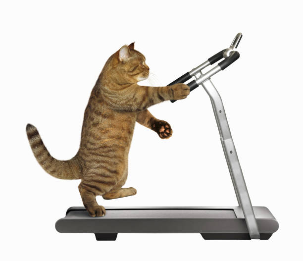 482 Treadmill Funny Stock Photos, Pictures & Royalty-Free Images - iStock |  Treadmill fall, Treadmill accident, Perseverance