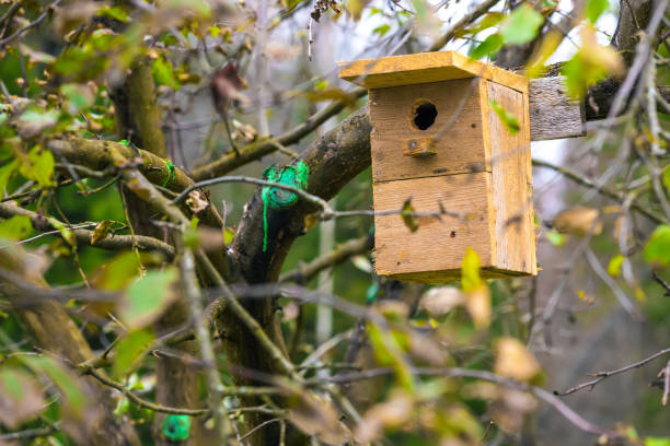 istock A birdhouse on an apple tree in the garden. 871339302