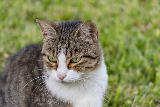 istock cat in the nature 871342402