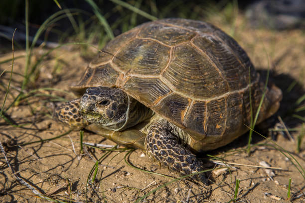 istock Desert turtle in wildlife, close-up view 871346354
