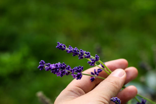 istock Pollination on Lavendar Plant 871346672