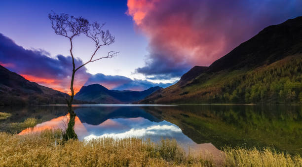 Sunrise at Buttermere in The Lake District, Cumbria, England Sunrise at the iconic lone tree at Buttermere in The Lake District, Cumbria, England keswick photos stock pictures, royalty-free photos & images