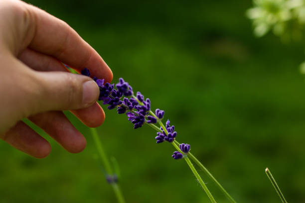 istock Pollination on Lavendar Plant 871346976