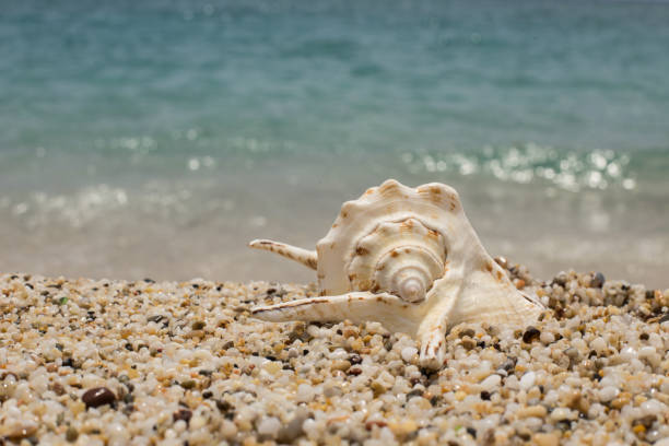 istock beautiful seashell on the small pebble beach 871347064