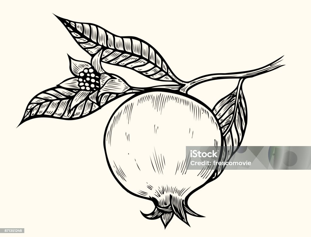Dibujado a mano Granada - arte vectorial de Granada - Fruta tropical libre de derechos