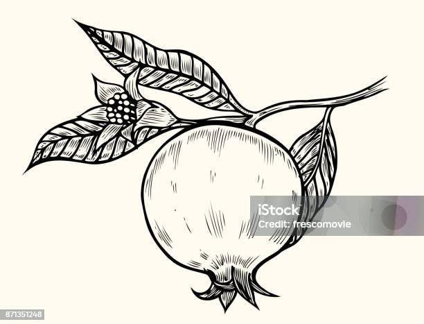 Ilustración de Dibujado A Mano Granada y más Vectores Libres de Derechos de Granada - Fruta tropical - Granada - Fruta tropical, Alimento, Antiguo