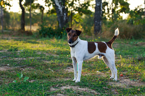 Dog breed smooth-haired fox terrier on open air