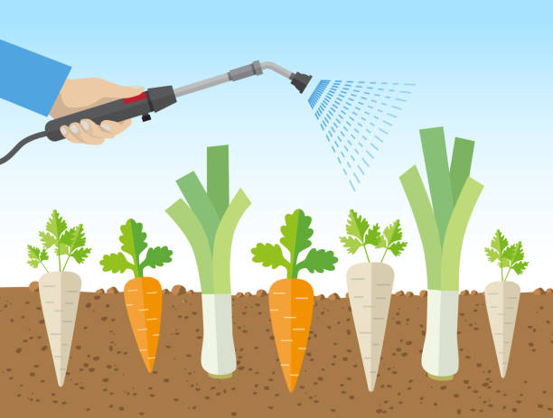 340+ Growing Leeks Stock Illustrations, Royalty-Free Vector