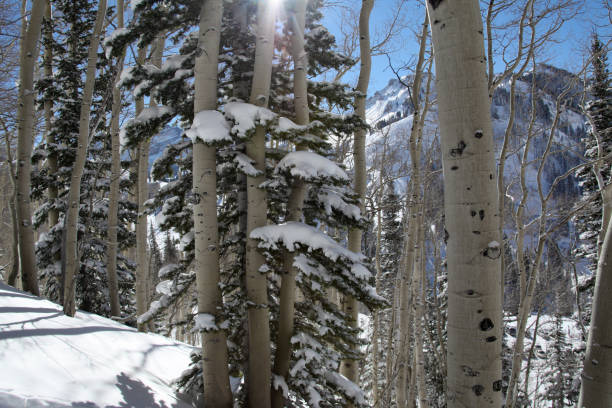 árvores no inverno - northern utah - fotografias e filmes do acervo