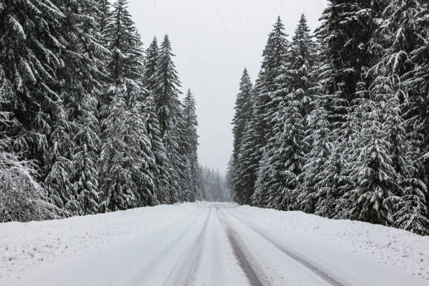 istock Blizzard conditions on the forest highway 871355448