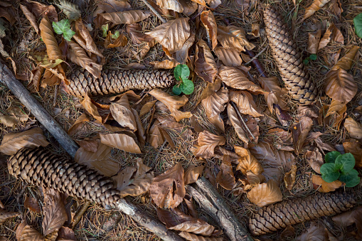 Pine cones lie on pins and needles on the ground in the forest
