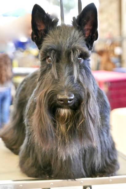 istock Scottie Dog Glamour Shot 871358192