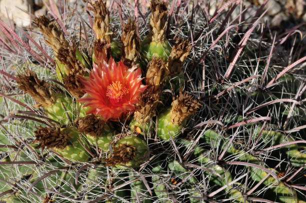 istock Saguaro National Park Cactus Blossom 871358940