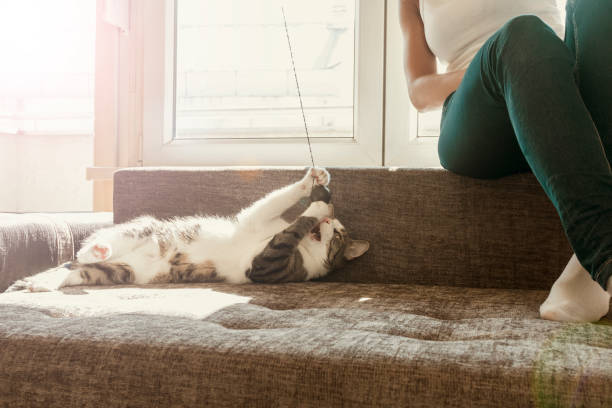 istock Owner playing with cute funny cat at home 871361154