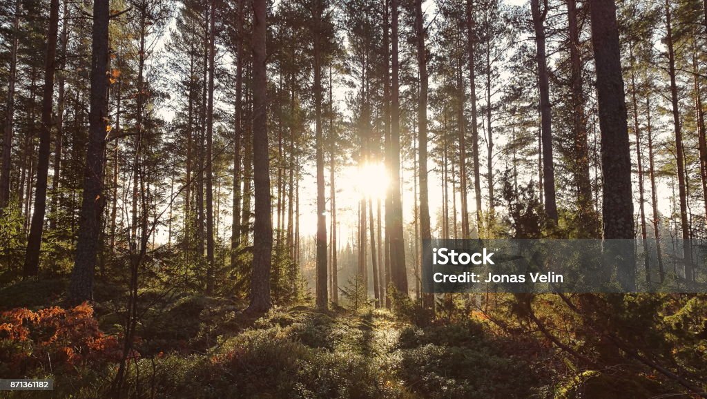 Sole tra gli alberi - Foto stock royalty-free di Svezia