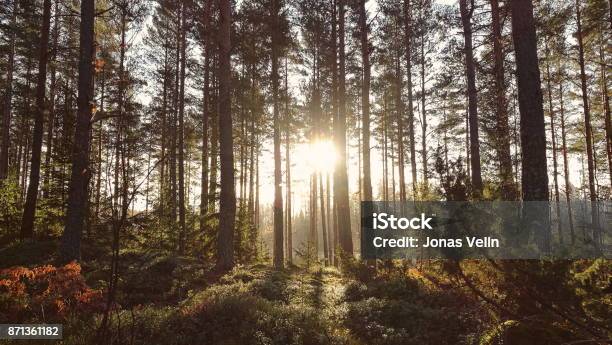 Sole Tra Gli Alberi - Fotografie stock e altre immagini di Svezia - Svezia, Foresta, Natura