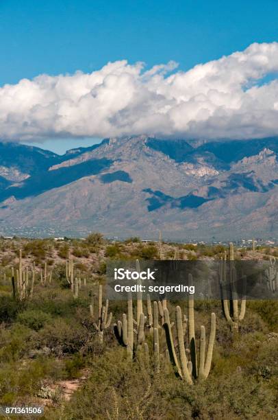 Saguaro Cactus And Mountains Vertical Stock Photo - Download Image Now - Arizona, Blue, Cactus