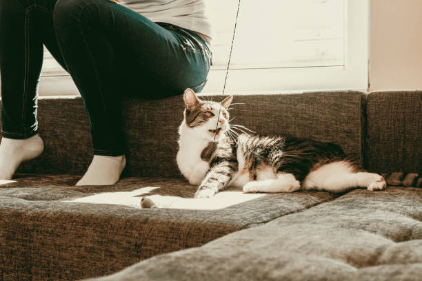 istock Owner playing with cute funny cat at home 871361566