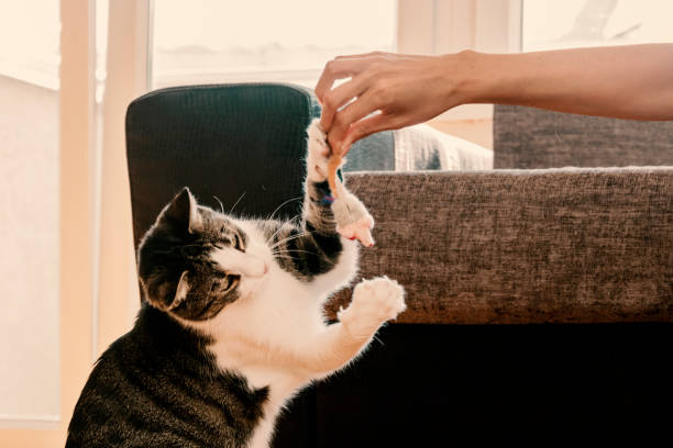 istock Owner playing with cute funny cat at home 871361996