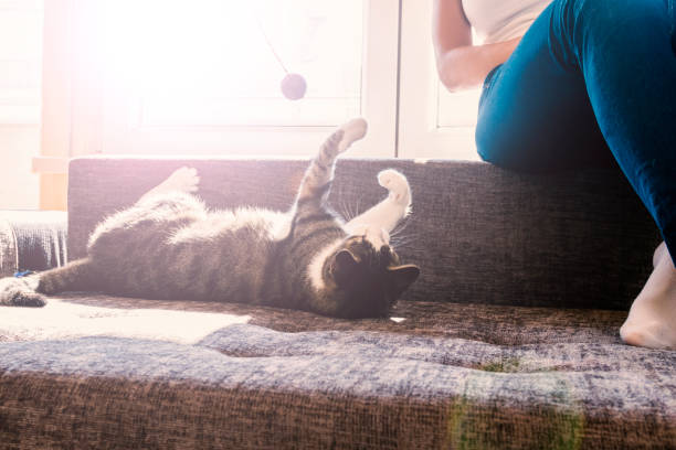 istock Owner playing with cute funny cat at home 871362246