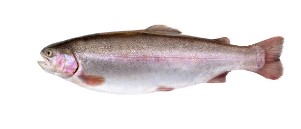 istock Salmon fish isolated on white background. Rainbow trout.  Fresh fish. 871362554