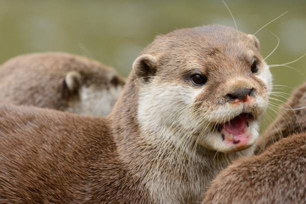 oriental loutre griffes courtes - oriental short clawed otter photos et images de collection