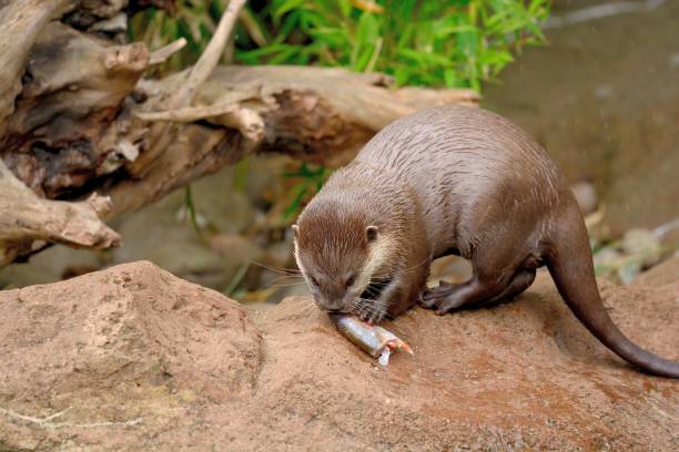 oriental loutre griffes courtes - oriental short clawed otter photos et images de collection