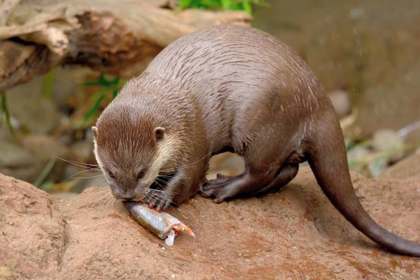 oriental loutre griffes courtes - oriental short clawed otter photos et images de collection