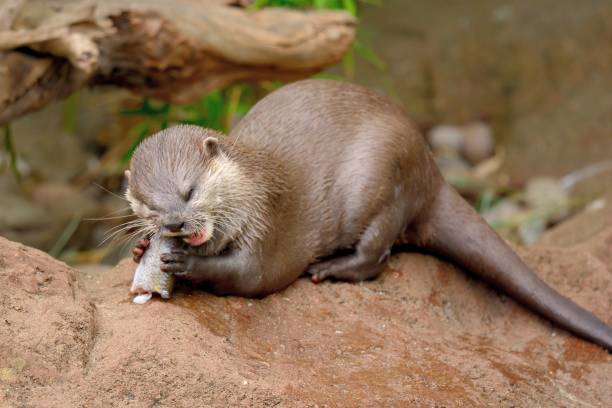 oriental loutre griffes courtes - oriental short clawed otter photos et images de collection